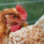 علاج أمراض الدجاج بالأعشاب